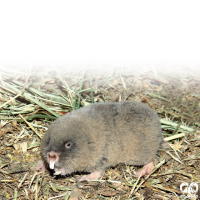 گونه ول حفار کردی Transcaucasian Mole-Vole
